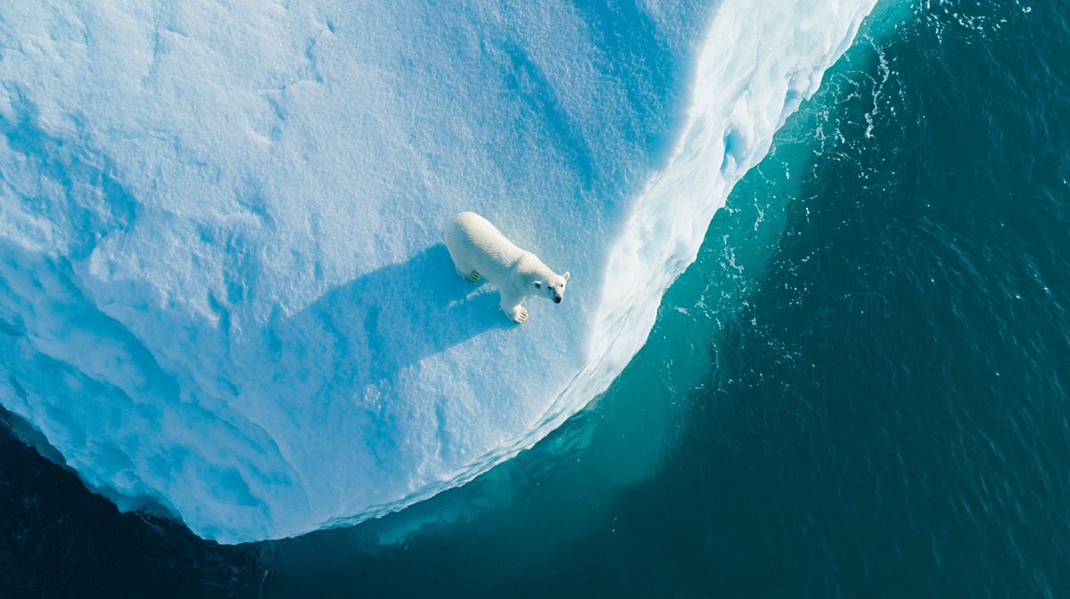 Polar Bear on Iceberg Under Bright Sun