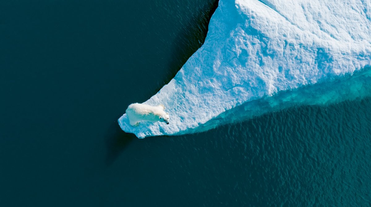 Polar Bear on Iceberg Under Bright Sun thumbnail 2