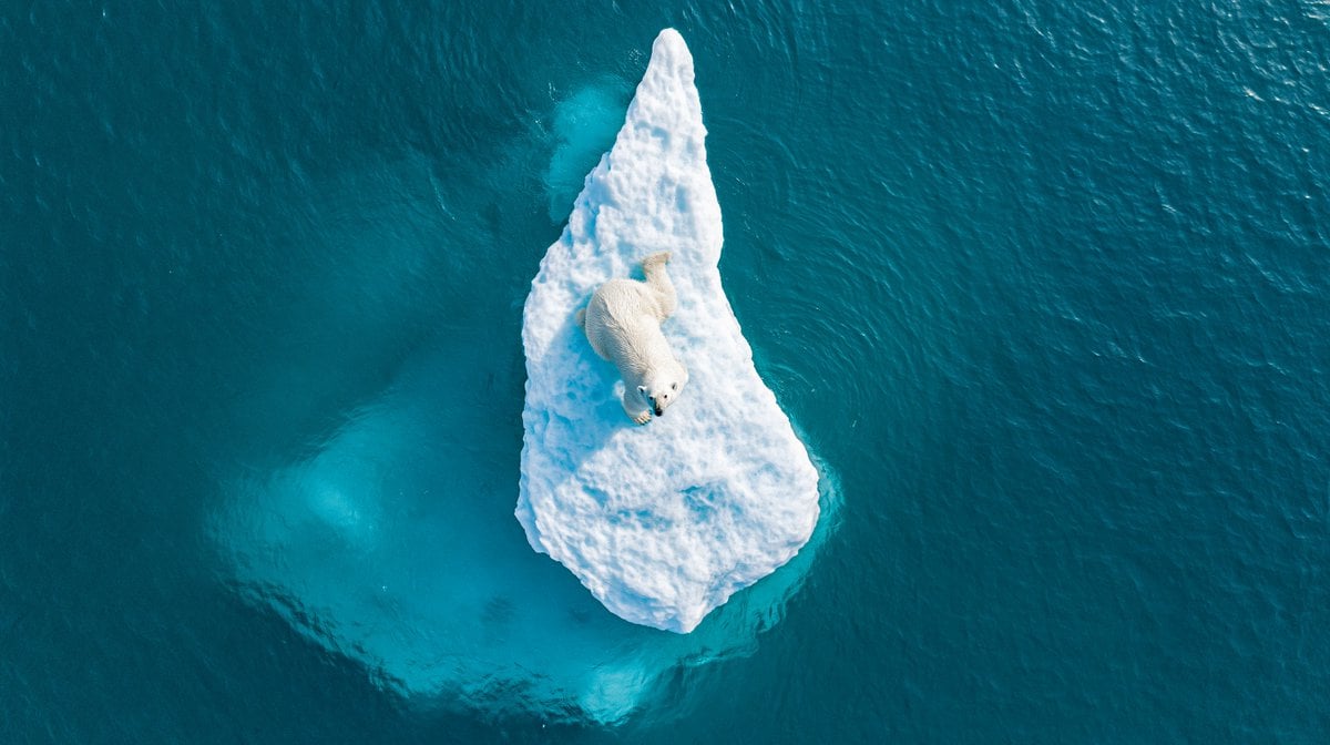 Polar Bear on Iceberg Under Bright Sun thumbnail 3
