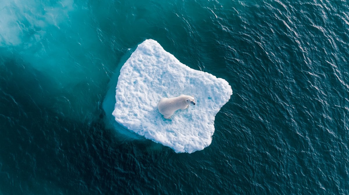 Polar Bear on Iceberg Under Bright Sun thumbnail 4